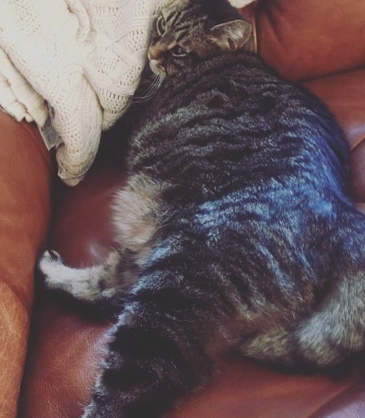 New cat owner and all I want to do is talk about her!