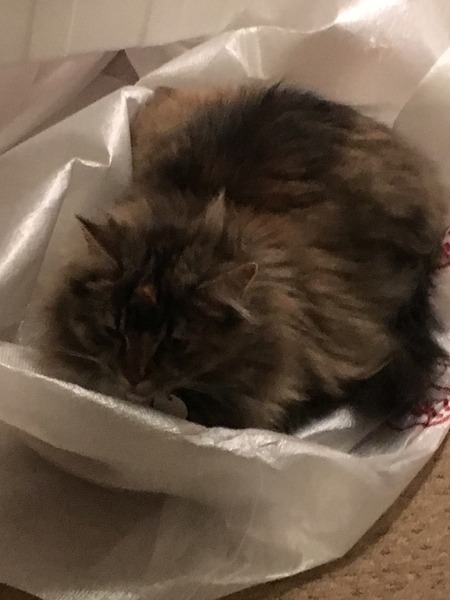 problem grooming long haired cat
