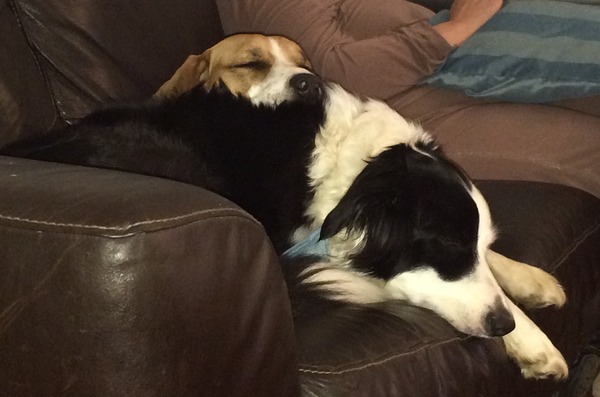 Let's see your pooches