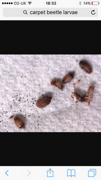 Mysterious Mites? We are desperate please help