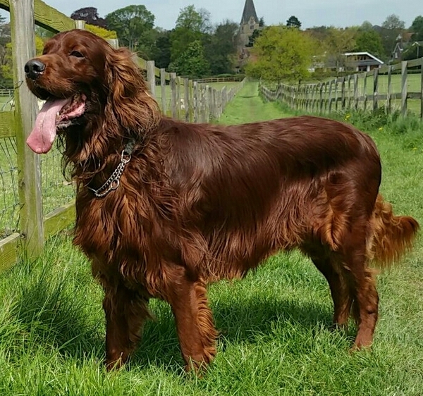 Let's see your pooches