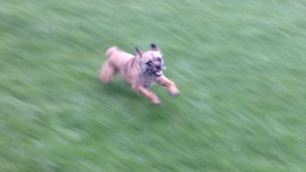Look at my dog...