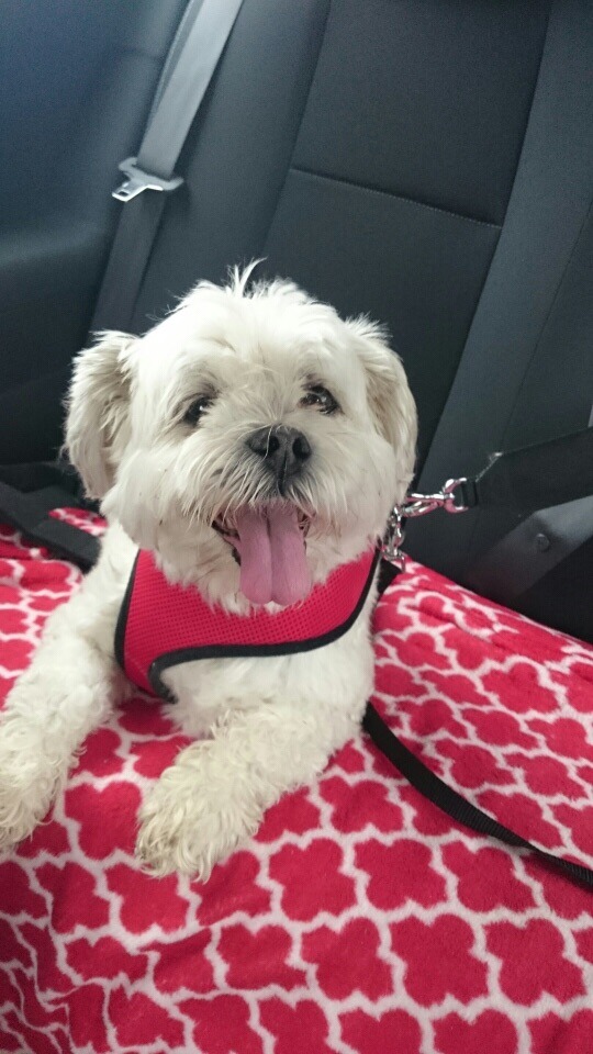 Let's see your pooches