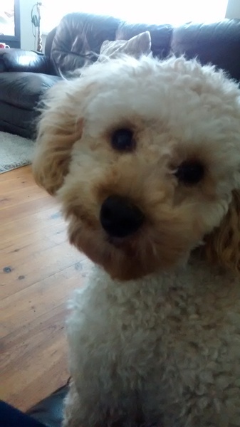 Let's see your pooches