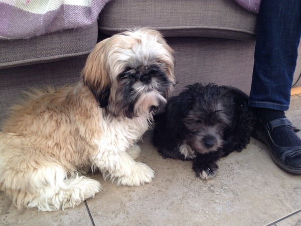 Let's see your pooches