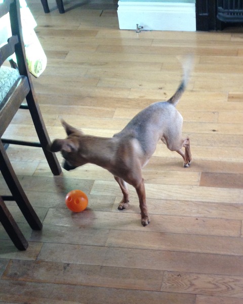 Dog not putting weight on back leg.