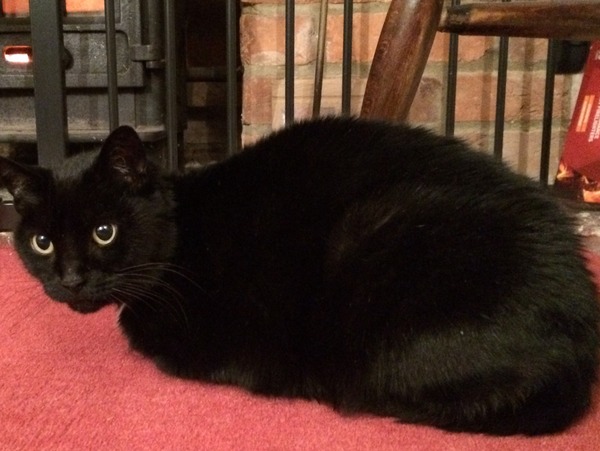 Neighbour's cat has installed itself - what should I do?