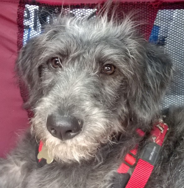 Do you think this is the right dog for us?