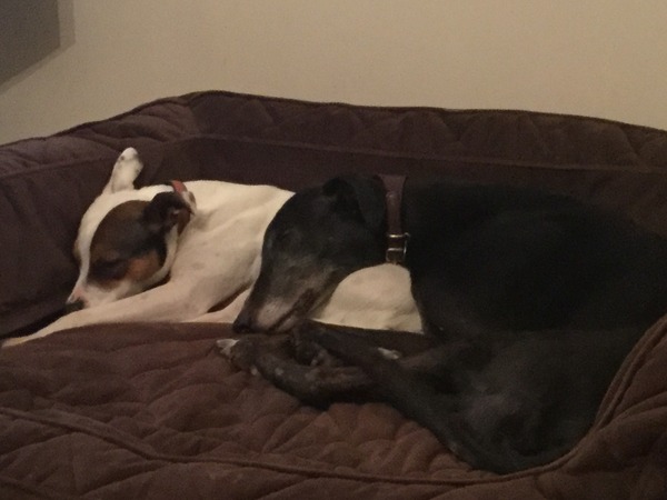 Let's see your pooches