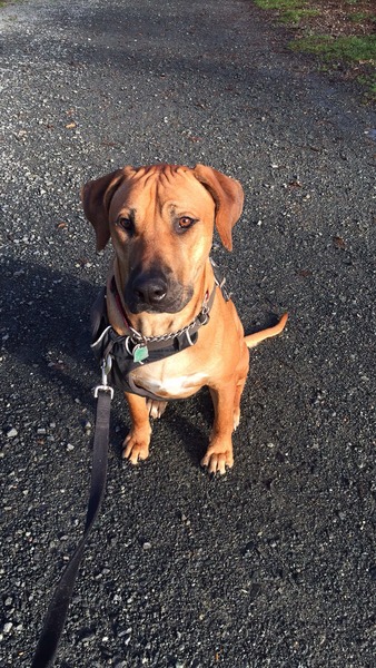 Let's see your pooches