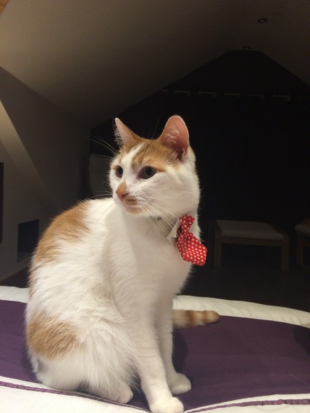 My cat helped me through depression