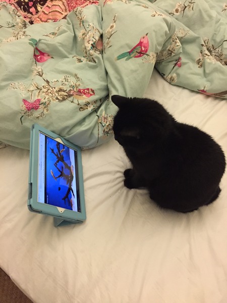 Thoroughly modern kitty