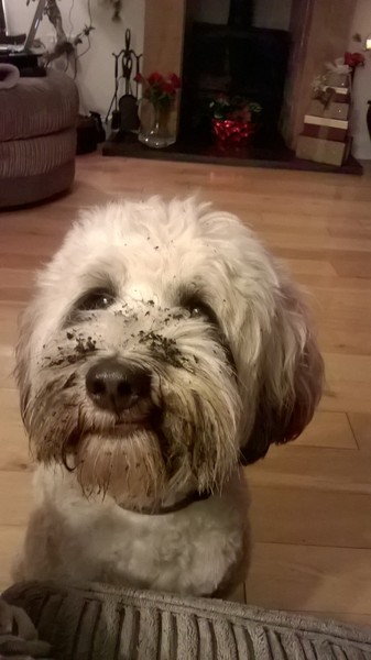 Let's see your pooches