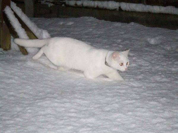 Do you let your cat out in the snow?