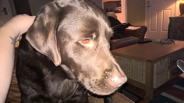 what's wrong with my dog