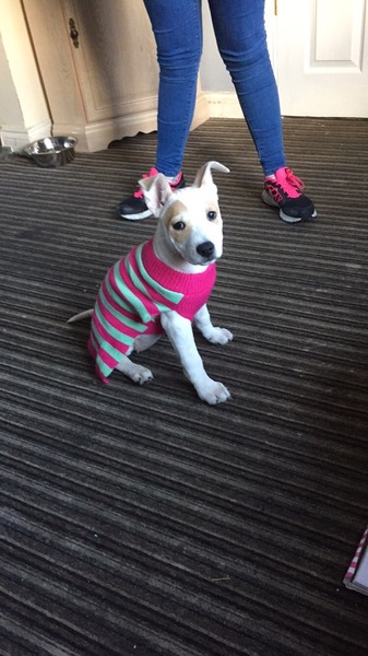 Let's see your pooches