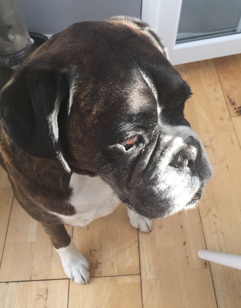 Let's see your pooches