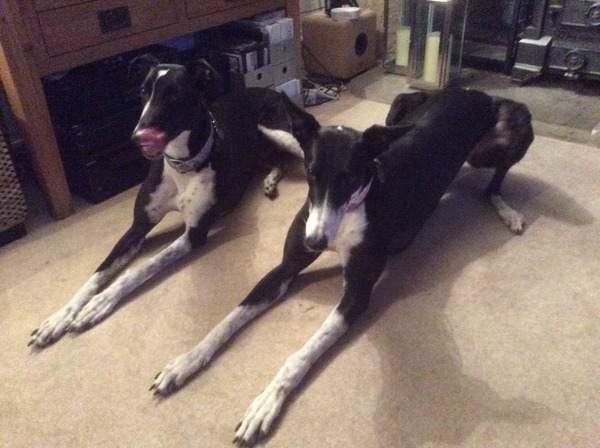 Let's see your pooches