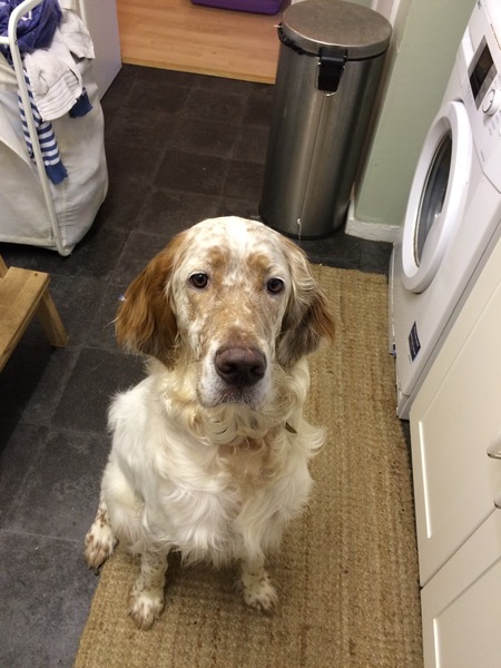 Let's see your pooches