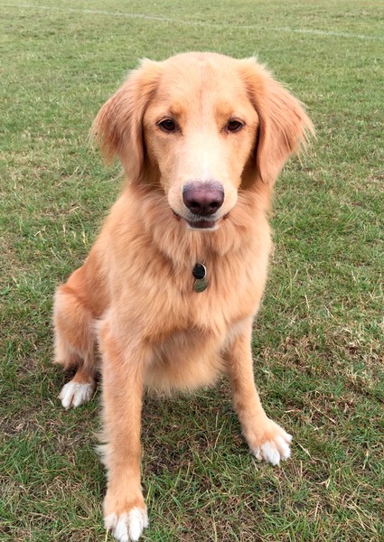 Working cocker, labrador, flat coated retriever, golden retriever