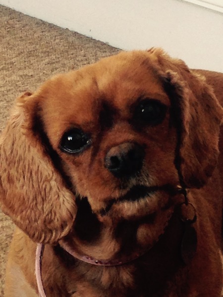 Let's see your pooches