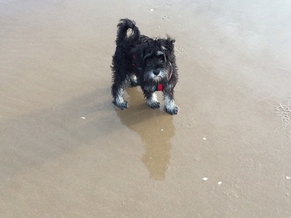 Let's see your pooches