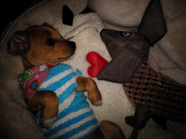 Let's see your pooches