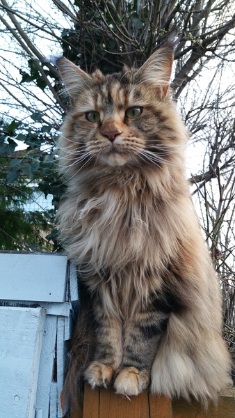 New cat owner and all I want to do is talk about her!