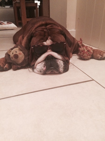 Let's see your pooches