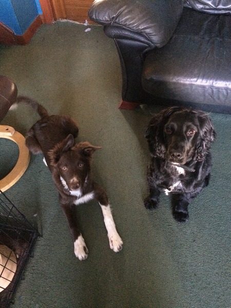 Let's see your pooches
