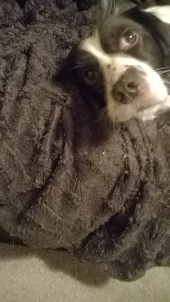 Let's see your pooches