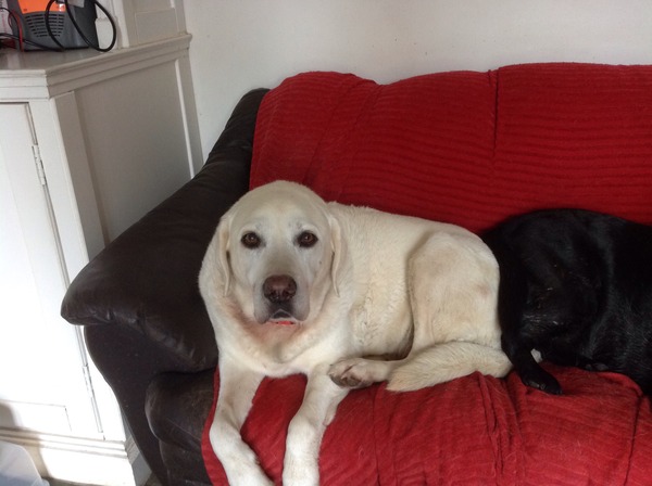 Let's see your pooches