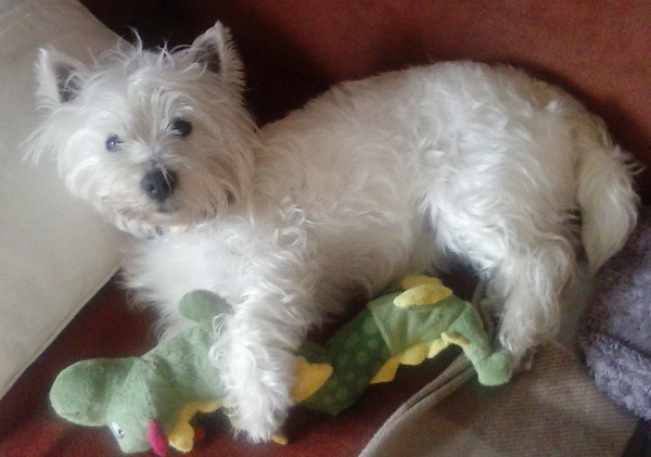 Let's see your pooches