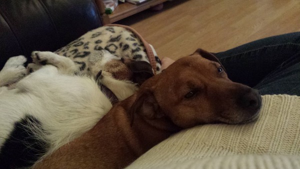 Let's see your pooches