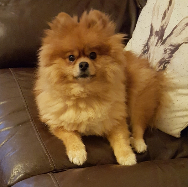 Let's see your pooches