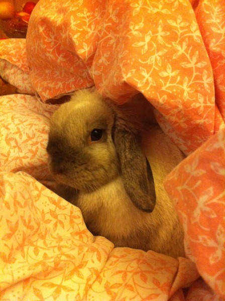 On hunger strike .. protesting