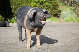 Help me look like this woman I saw in the street!