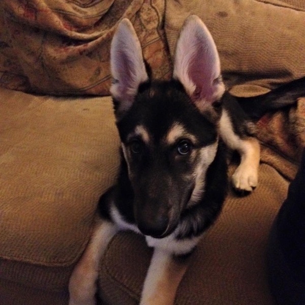 Anyone feel like a puppy support thread?