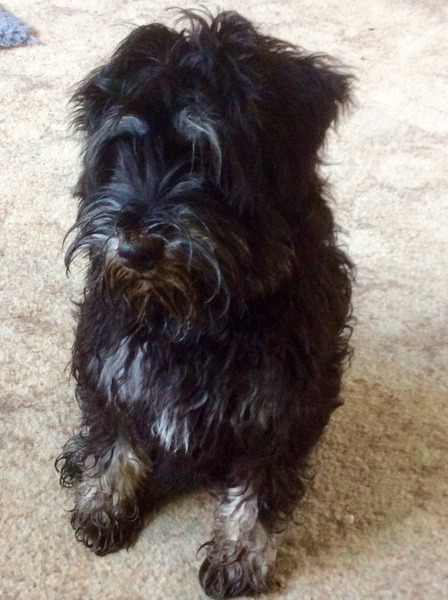 Let's see your pooches