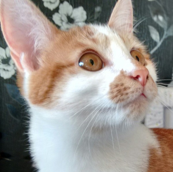 Zombie's Surgical Adventures and Beyond