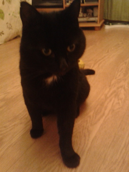 New cat owner and all I want to do is talk about her!
