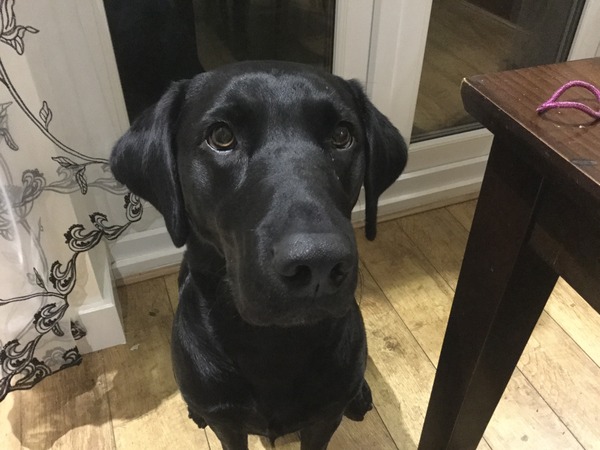 Let's see your pooches