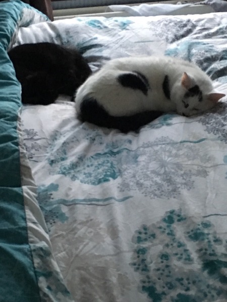 Missing Cat, she's only tiny!