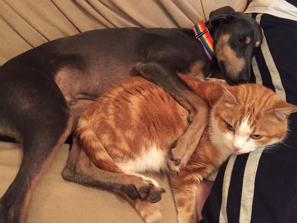 Do you think this is the right dog for us?