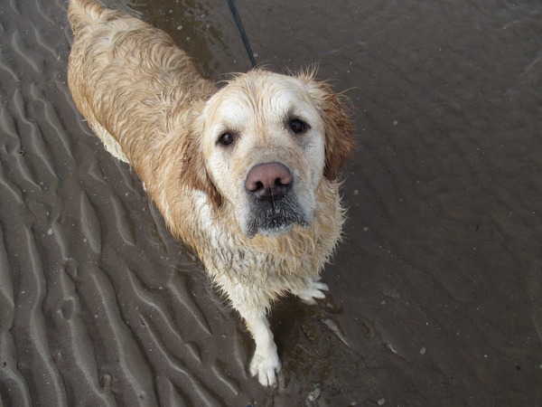 Let's see your pooches