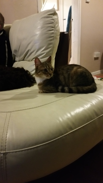 Scaredy cats