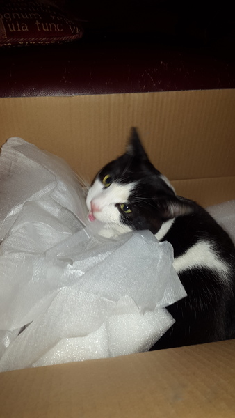 Need help with nightmare cat