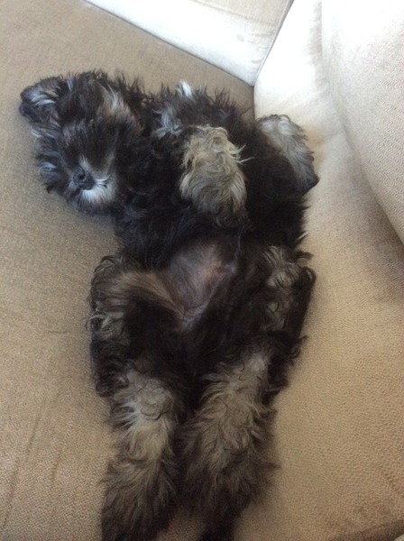 Let's see your pooches