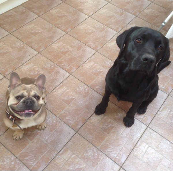 Let's see your pooches