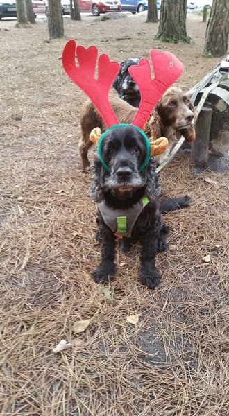 Let's see your pooches